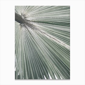 Palm Leaf 3 Canvas Print