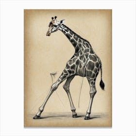 Giraffe 20 Canvas Print