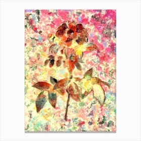 Impressionist Provins Rose Botanical Painting in Blush Pink and Gold Canvas Print