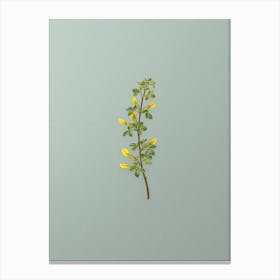 Vintage Common Cytisus Botanical Art on Mint Green n.0947 Canvas Print