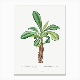 Euphorbia Lophogona, Pierre Joseph Redoute Canvas Print