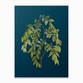 Vintage Jujube Botanical Art on Teal Blue n.0053 Canvas Print