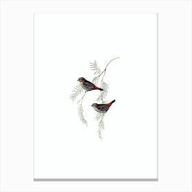Vintage Fire Tailed Finch Bird Illustration on Pure White n.0332 Canvas Print