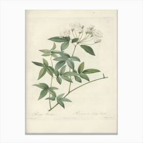 Rose Illustration, Pierre Joseph Redoute (10) 1 Canvas Print