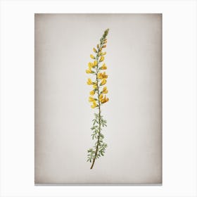 Vintage Adenocarpus Botanical on Parchment n.0224 Canvas Print