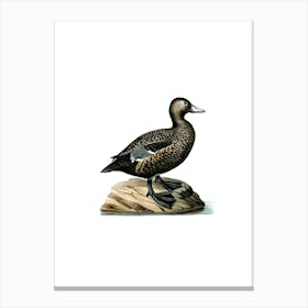 Vintage Steller's Eider Duck Bird Illustration on Pure White n.0188 Canvas Print