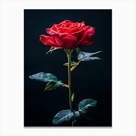 Red Rose On Black Background 19 Canvas Print