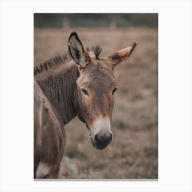 Donkey In Field Canvas Print