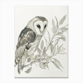 Australian Masked Owl Drawing 2 Canvas Print