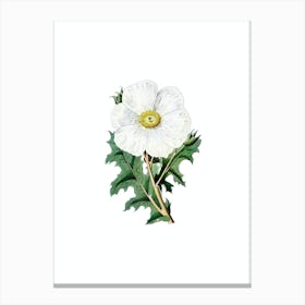 Vintage Mexican Poppy Flower Botanical Illustration on Pure White Canvas Print