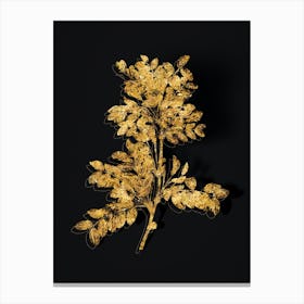 Vintage Siberian Pea Tree Botanical in Gold on Black n.0149 Canvas Print