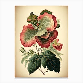 Hibiscus Herb Vintage Botanical Canvas Print