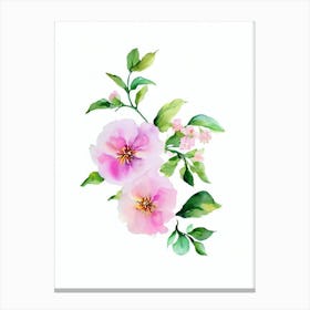 Apple Blossom 2 Watercolour Flower Canvas Print