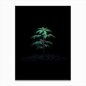 Small Tree In The Dark Canvas Print