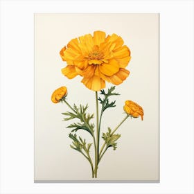 Pressed Flower Botanical Art Marigold 1 Canvas Print