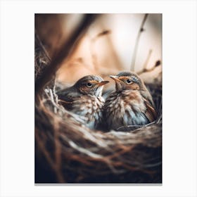 Birds In Nest Canvas Print