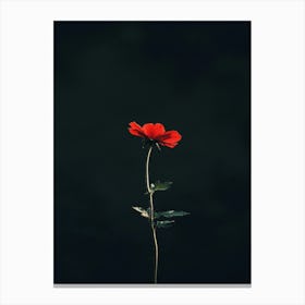 Single Red Flower 7 Canvas Print