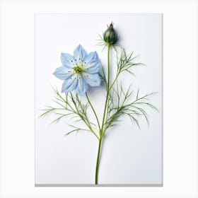Pressed Flower Botanical Art Love In A Mist Nigella 3 Canvas Print