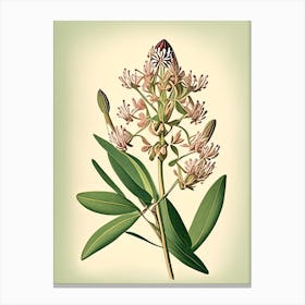 Showy Milkweed Wildflower Vintage Botanical 2 Canvas Print