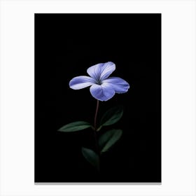 Single Flower On A Black Background 11 Canvas Print