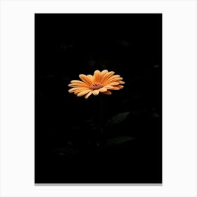 Gerbera Daisy 20 Canvas Print