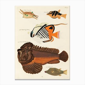 Colourful And Surreal Illustrations Of Fishes Found In Moluccas (Indonesia) And The East Indies, Louis Renard(21) Canvas Print