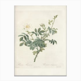 Rose Illustration, Pierre Joseph Redoute (89) Canvas Print