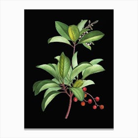 Vintage Greek Strawberry Tree Botanical Illustration on Solid Black n.0148 Canvas Print