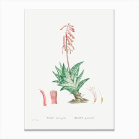 Aloe Variegata, Pierre Joseph Redoute Canvas Print