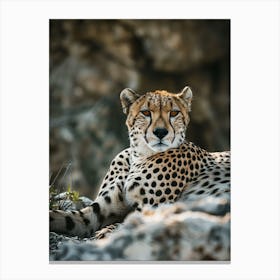 Cheetah 2 Canvas Print