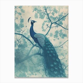 Peacock In A Tree Turquoise Cyanotype Inspired  1 Canvas Print