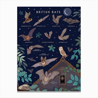 British Bats Canvas Print