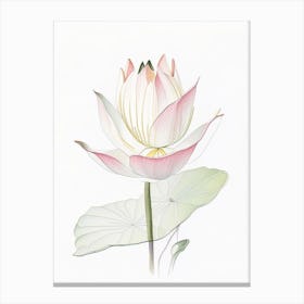 American Lotus Pencil Illustration 3 Canvas Print