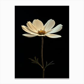 White Cosmos Canvas Print