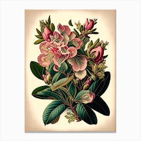 Rhododendron Wildflower Vintage Botanical 1 Canvas Print