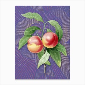 Vintage Peach Botanical Illustration on Veri Peri n.0969 Canvas Print