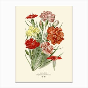 Carnations 2 Canvas Print