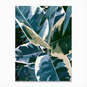 Ficus Elastica 1 Canvas Print