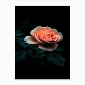 Dark Rose 42 Canvas Print