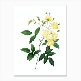 Vintage Lady Banks' Rose Botanical Illustration on Pure White Canvas Print