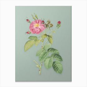 Vintage Harsh Downy Rose Botanical Art on Mint Green n.0357 Canvas Print