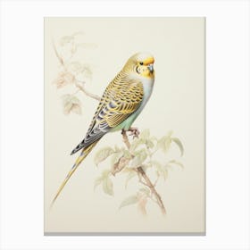 Vintage Bird Drawing Budgerigar 3 Canvas Print