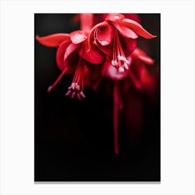 Red Plant I Canvas Print