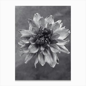 Dahlia BW Canvas Print