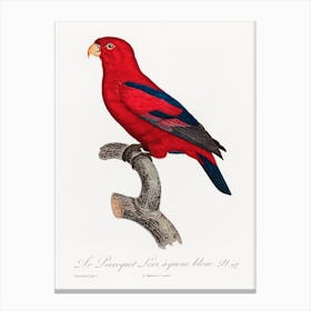 The Red Lory From Natural History Of Parrots, Francois Levaillant Canvas Print