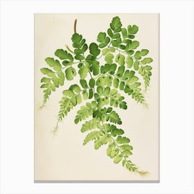 Vintage Illustration Maidenhair Fern 4 Canvas Print