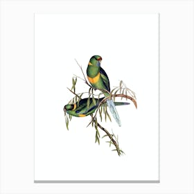 Vintage Black Tailed Parakeet Bird Illustration on Pure White Canvas Print