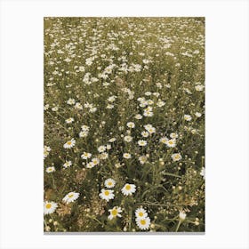 Daisy Field Canvas Print