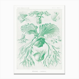 Filicinae–Laubfarne, Ernst Haeckel Canvas Print
