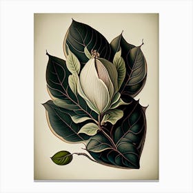 Magnolia Leaf Vintage Botanical 1 Canvas Print